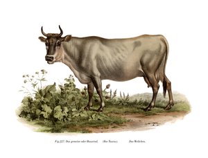 ヨーロッパの牛、1860 作： German School